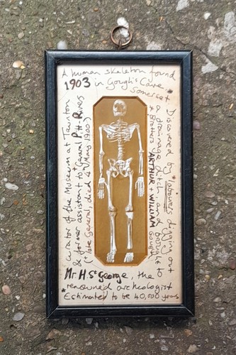 Skeleton skull grave taxidermy - skeleton,
